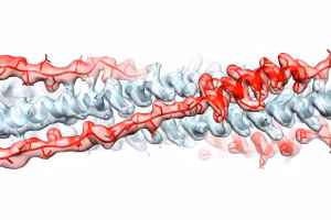 Nhóm nghiên cứu đang thử nghiệm chất ức chế longHR2_42 ở chuột bị nhiễm SARS-CoV-2. 