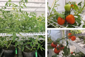 Sinh trưởng của các dòng cà chua đột biến và quả cà chua của các dòng này.