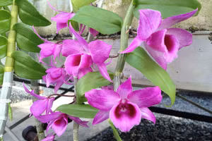 Trồng lan Giả hạc từ giống nuôi cấy mô