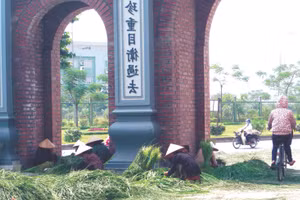 Làng Mễ Trì vẫn còn những buổi các cụ già thong thả nhặt lúa cốm.