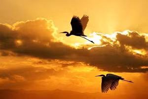 Ảnh minh họa: ITN