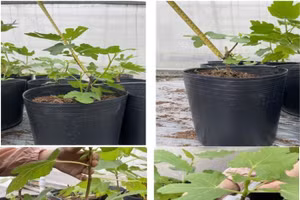 Cây sung Mỹ được nhân giống bằng phương pháp giâm cành.