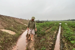 Diện tích rau màu nhà ông Nguỳnh bị chết do nhiễm mặn.