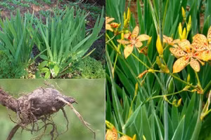 Cây rẻ quạt được sử dụng để sản xuất chế phẩm thay thế kháng sinh trong chăn nuôi.