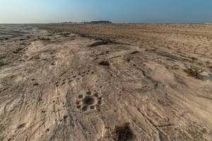 Khu vực này chứa khoảng 900 hình chạm khắc. Ảnh: CNN/Dimitris Sideridis.