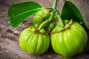 Thành phần Garcinia Cambogia có trong một loại trái cây nhiệt đới, họ măng cụt, có hình dạng giống quả bí ngô nhỏ. 