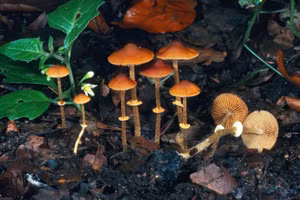 Các loài nấm trong tự nhiên đang thay đổi và tăng khả năng gây chết người.