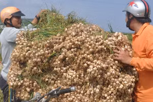 Ảnh minh họa/INT