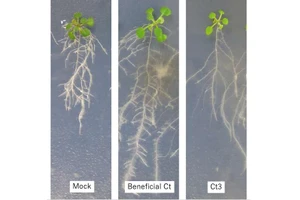 Kết quả cho thấy, Ct3 làm hạn chế đáng kể sự phát triển của rễ cây. 