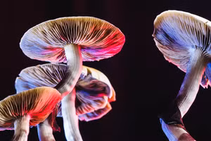 Nấm có xu hướng lạnh hơn so với môi trường của chúng.