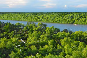 Rừng ngập mặn Cần Giờ được ví như lá phổi xanh của các thành phố xung quanh.