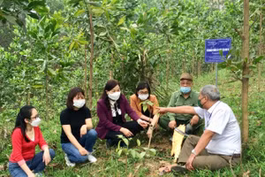 Dùng cây Đòn võ chế sản phẩm chữa xương khớp