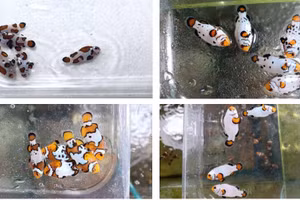 Một số sản phẩm cá khoang cổ nemo đột biến của dự án.