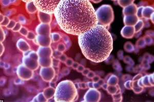 Vi khuẩn Streptococcus suis cư trú ở đường hô hấp trên, đặc biệt là tại mũi, đường tiêu hóa và sinh dục của lợn. Ảnh minh họa