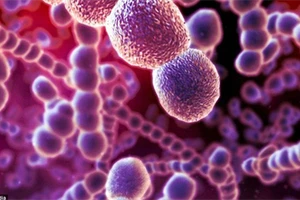 Vi khuẩn Streptococcus suis cư trú ở đường hô hấp trên, đặc biệt là tại mũi, đường tiêu hóa và sinh dục của lợn. Ảnh minh họa