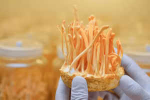 Nấm Đông trùng hạ thảo được nuôi cấy bằng công nghệ mới ở Cà Mau.