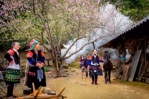 Cuộc sống, sinh hoạt của đồng bào Mông ở Tủa Chùa từ lâu đã gắn liền với hoa đào. Ảnh: Trương Công Thành.