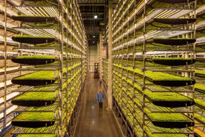 Mô hình trang trại thẳng đứng trong các tòa nhà văn phòng.