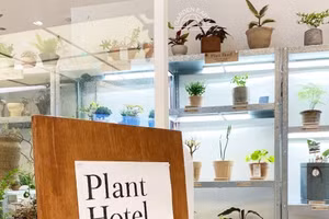 Cây cưng cũng có các cơ sở, dịch vụ chăm sóc xa hoa như khách sạn, lưu trú, quản gia… Ảnh: Choi Jae Hee, Koreaherald.com