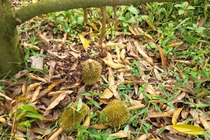 Sầu riêng non rụng trắng gốc.