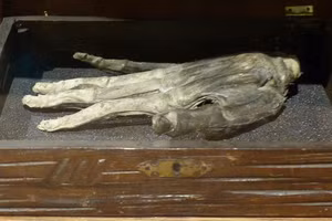 'Bàn tay vinh quang' được trưng bày tại Bảo tàng Whitby (Anh).