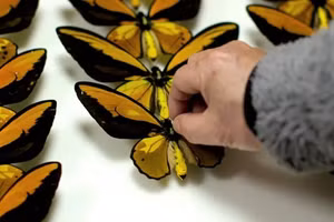 Mẫu vật của một loài bướm được bảo vệ, trong tay một nhà sưu tập. Ảnh: CNA