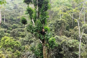 'Cụ' chè cổ thụ hàng trăm năm tuổi tại xã Cao Bồ.