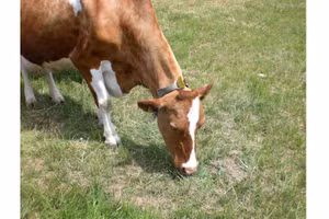 Mão răng của động vật nhai lại ít rõ rệt hơn so với các loài động vật ăn cỏ khác.