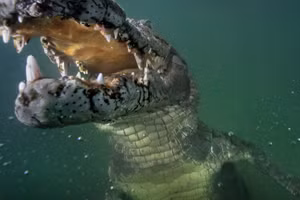 Cá sấu có thể hồi phục dù thường xuyên bị thương.