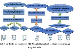 Sơ đồ chế tạo và sản xuất KIT RPA phát hiện nhanh vi khuẩn Salmonella trong thực phẩm.