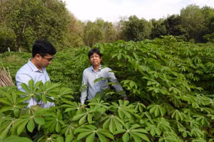 Nhận dạng gen kháng virus bệnh khảm lá ở cây sắn giúp tạo ra các giống sắn năng suất cao, chất lượng tốt, chống chọi sâu bệnh.