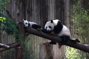 Gấu trúc là loài vật mang tính biểu tượng của Trung Quốc.