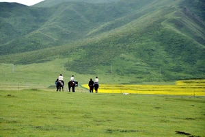 Châu Cam Nam sở hữu thảo nguyên Mỹ Nhân là một trong 10 thảo nguyên hàng đầu châu Á... 