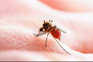 Ca mắc SXH xuất hiện sớm hơn mọi năm. Ảnh minh họa