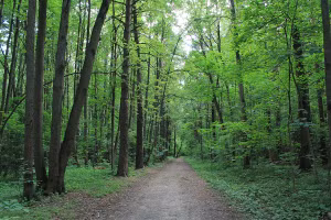 Công viên Bitsevsky nằm trong khu rừng hoang dã, rộng lớn.
