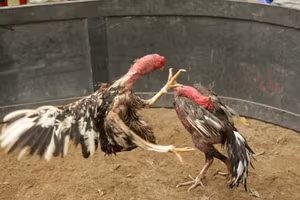 Ảnh minh họa/INT