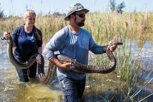 Trăn Miến Điện là vấn đề nhức nhối ở Nam Florida, Mỹ.