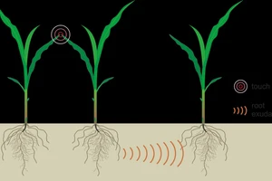 Thực vật có thể giao tiếp qua tín hiệu điện nếu chúng chạm vào nhau.