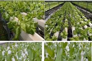 Sản phẩm rau trồng bằng công nghệ thủy canh hoàn lưu.