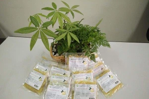 Sản phẩm gừng muối chua sử dụng như gia vị ăn kèm hải sản, thông dụng tại một số nước châu Á.