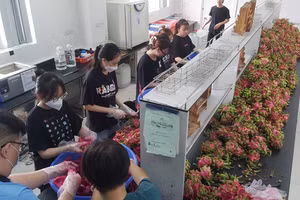 Xử lý nguyên liệu thanh long ruột đỏ trước khi chế biến thành rượu vang.