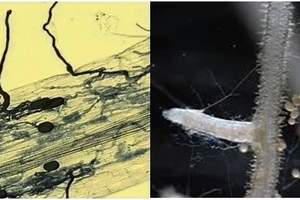 Nấm rễ cộng sinh arbuscular mycorrhizas (AM).