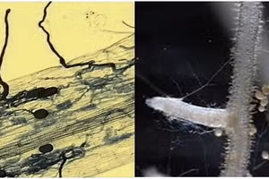 Nấm rễ cộng sinh arbuscular mycorrhizas (AM).