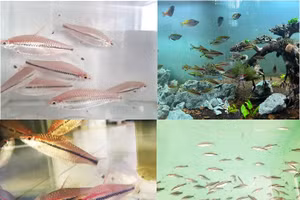 Cá hồng mi Ấn Độ được các nhà khoa học Việt cho sinh sản nhân tạo thành công.