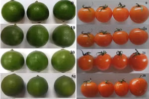 Chanh không hạt và cà chua trước và sau bảo quản bằng màng polymer tái sinh.