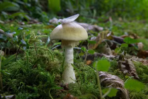 Amanita phalloides là một loại nấm xâm lấn có độc tố amatoxin gây tử vong.