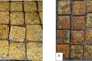 Đế nấm trùng thảo dùng làm nguyên liệu sản xuất, đế tươi (a) và đế sấy (b).