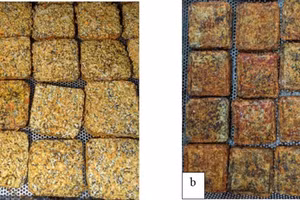 Đế nấm trùng thảo dùng làm nguyên liệu sản xuất, đế tươi (a) và đế sấy (b).