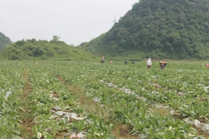 Trồng cây dược liệu tạo việc làm, nâng cao thu nhập cho nông dân Hà Giang