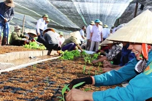 Công ty cổ phần Chăn nuôi bò Bình Hà đã tự ý chuyển đổi cây trồng từ cỏ sang trồng chuối 